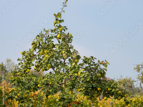 Fotografi Le cognassier (Cydonia oblonga) aux branches remplies de coings en automne