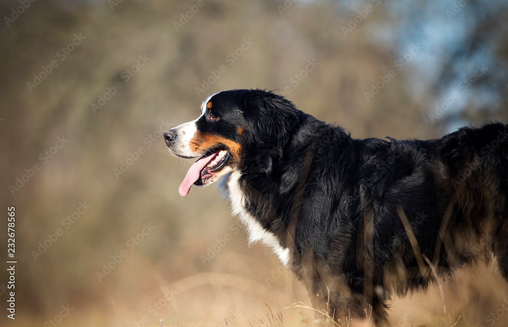 Bernese Mountain dog outdoors