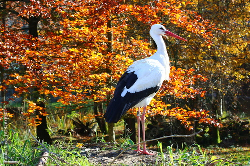 Weißstorch (Ciconia ciconia)
