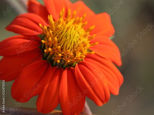 Tithonia  Mexican Sunflower 