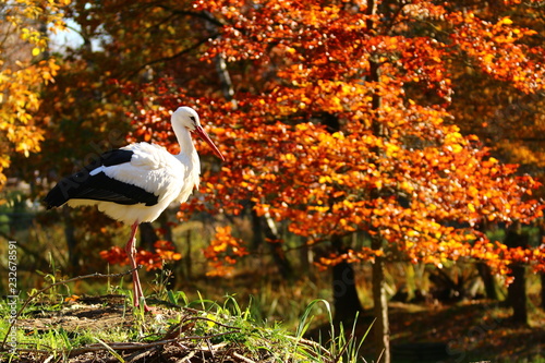 Weißstorch (Ciconia ciconia)