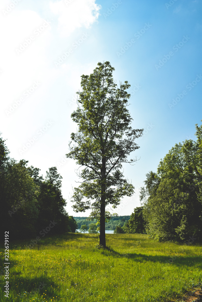 Obraz premium Tree in the Forest