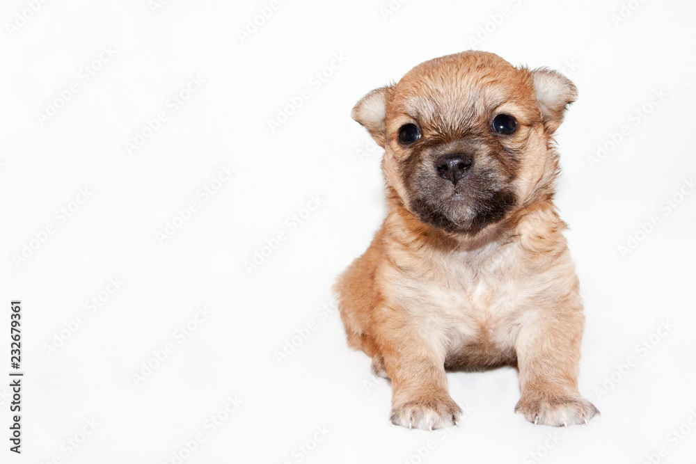 cute and funny newborn puppy. small breed dog isolated on white background. cute and funny newborn puppy. small breed dog isolated on white background.