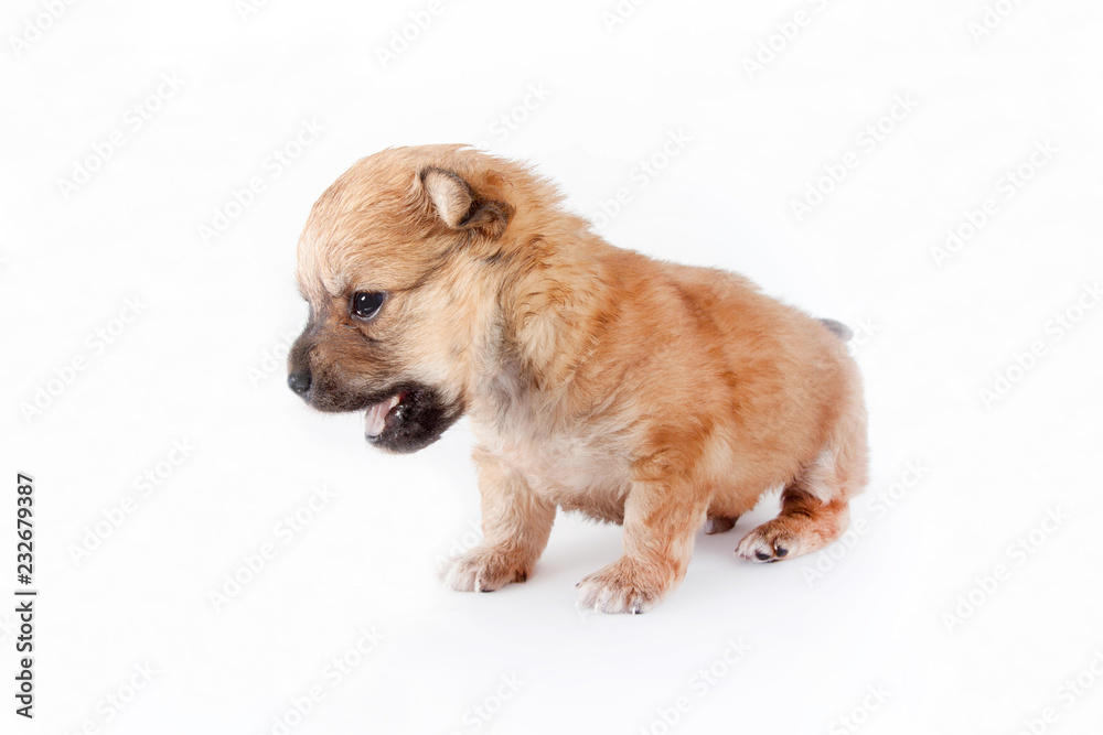 Obraz premium cute and funny newborn puppy. small breed dog isolated on white background.