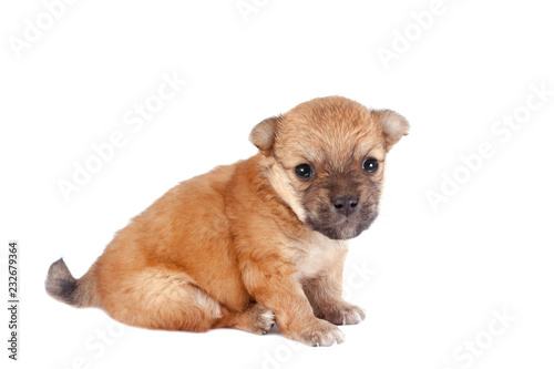 cute and funny newborn puppy. small breed dog isolated on white background.