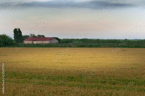 Sunshine and cloudy sky over a Provence farm, in a rise field 