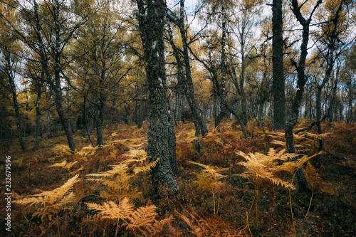 Birch woodland photo