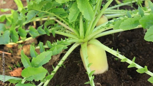 Daikon, you can grow in spring and autumn