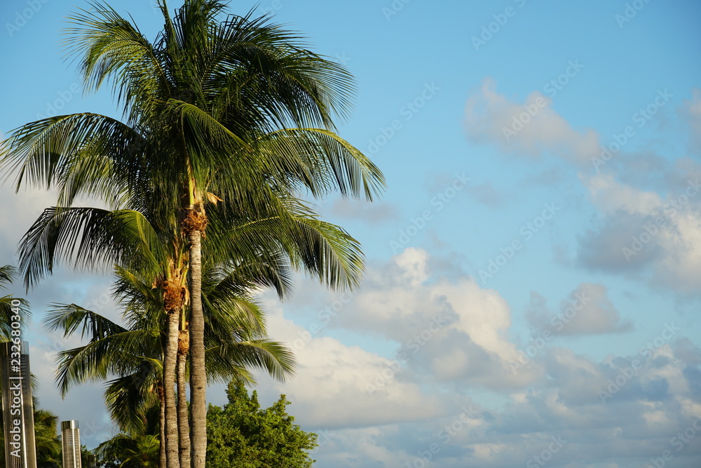 Fototapeta premium Palm Trees in Miami