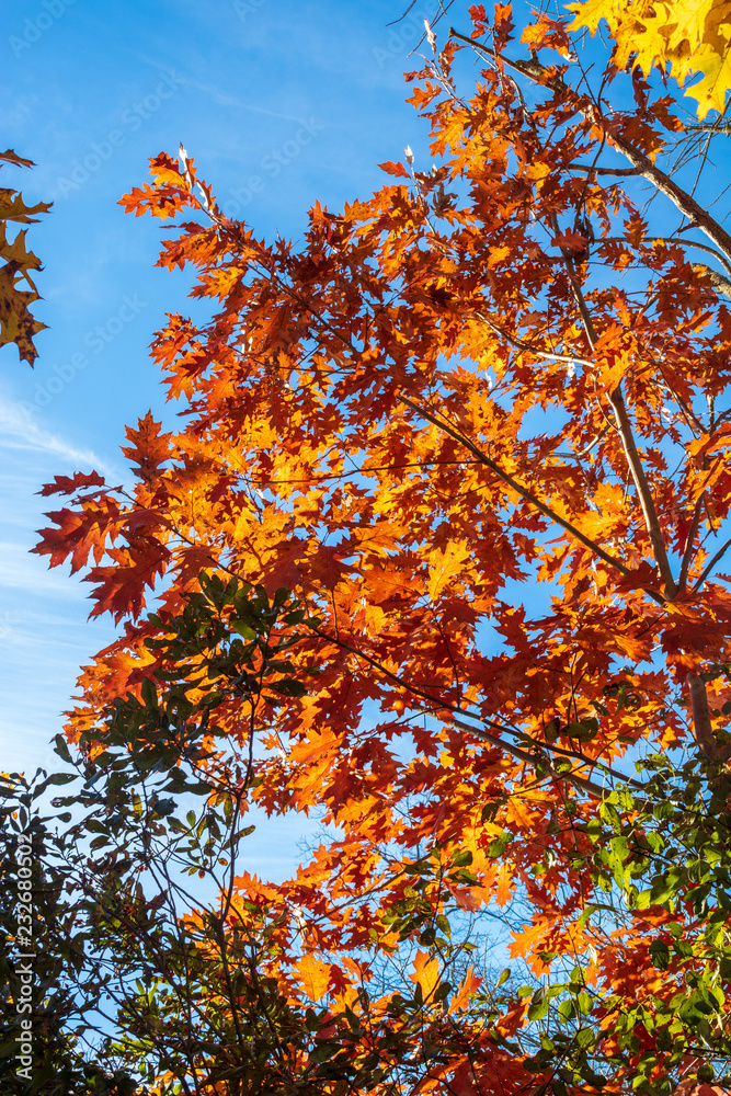 Orange oak leaves against a blue sky