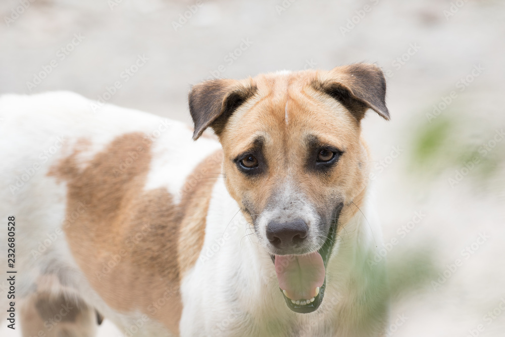 Stray dog. Stray dog.