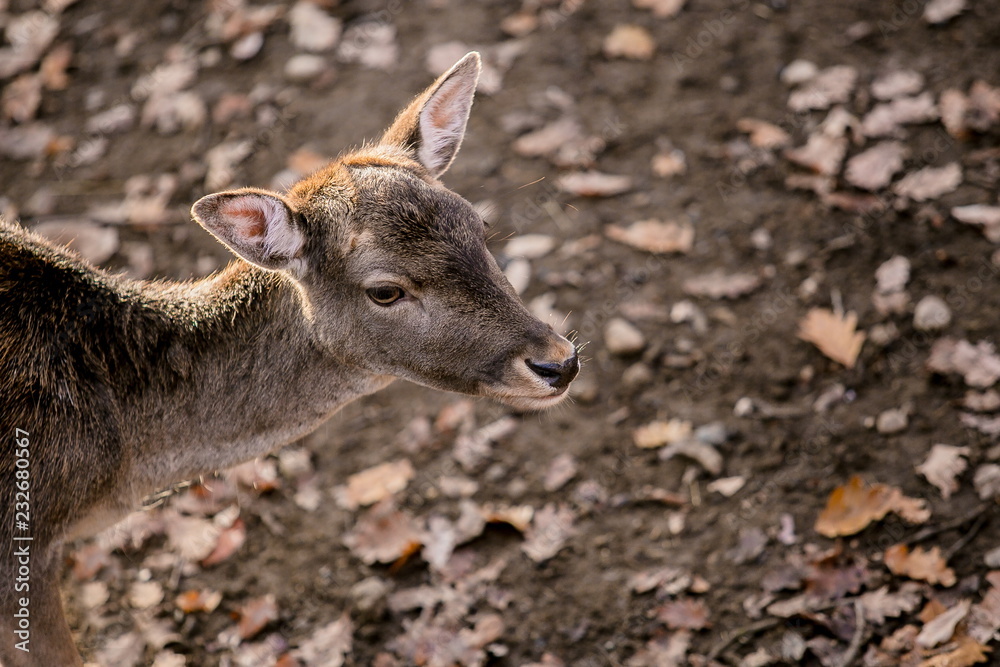 Fototapeta premium Portrait of brown reddish female of european fallow deer, blurry background, dry leaves on ground, sunny autumn day in a game park