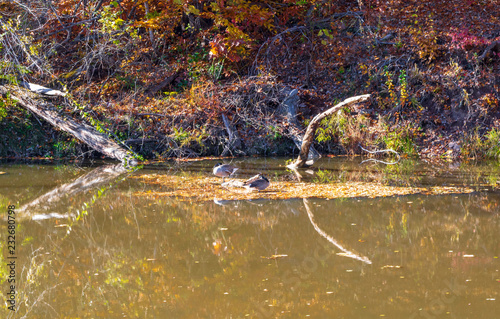 Fototapeta Naklejka Na Ścianę i Meble -  Canada geese resting in the water