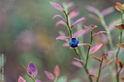 Vaccinium myrtillus (European blueberry)