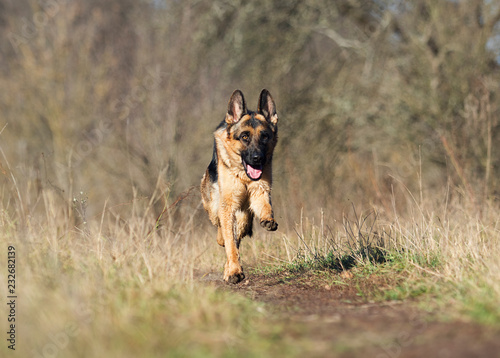 Fototapeta Naklejka Na Ścianę i Meble -  german shepherd dog outdoor