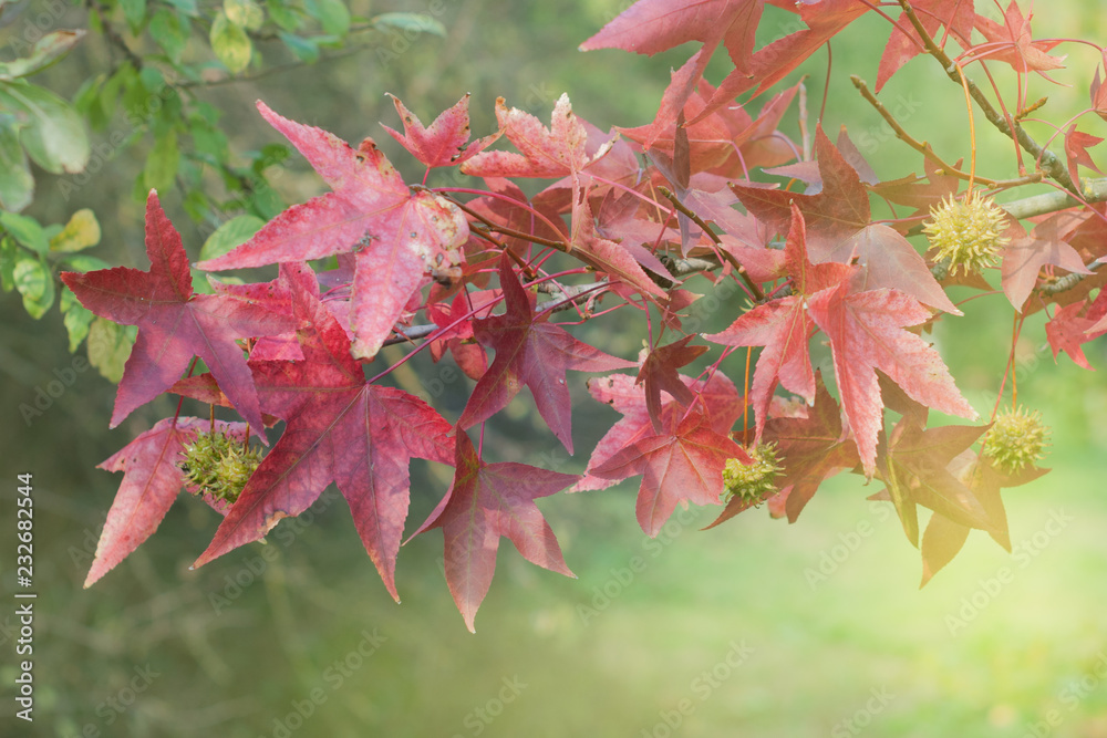Beautiful autumn leaves, close-up. Beautiful autumn leaves, close-up.