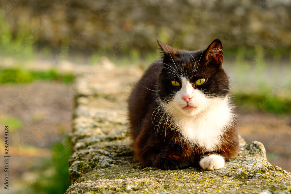 Chat Noir Et Blanc Avec Les Yeux Jaunes Gros Plan Dans La Rue Stock Photo Adobe Stock