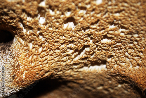 Polyporus squamosus (Cerioporus squamosus, dryad's saddle and pheasant's back mushroom) close up texture macro detail