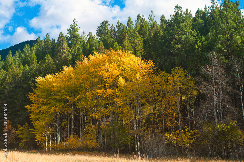 Fototapeta premium Aspens & firs, Fall