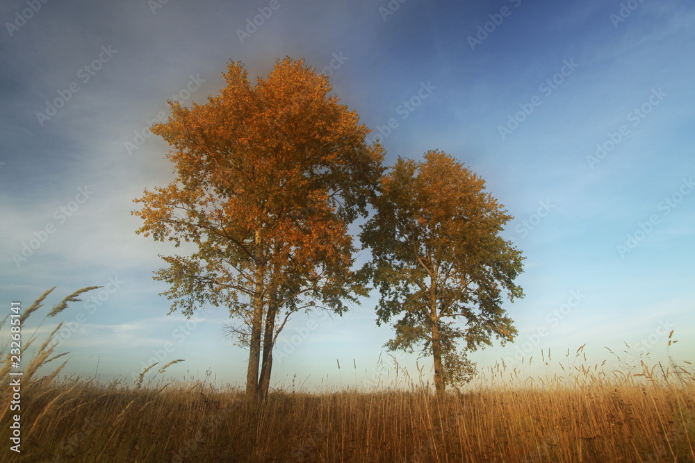 An autumn landscape
