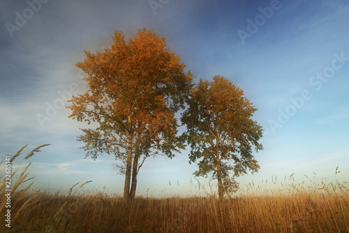 An autumn landscape