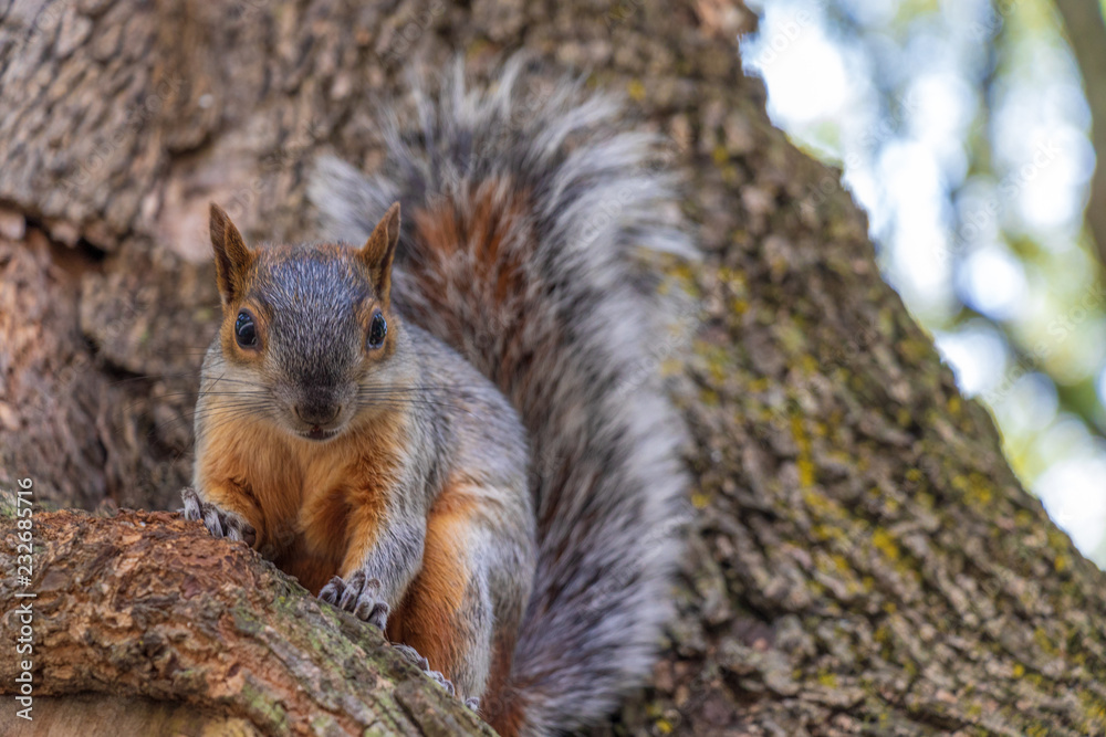 squirrel squirrel