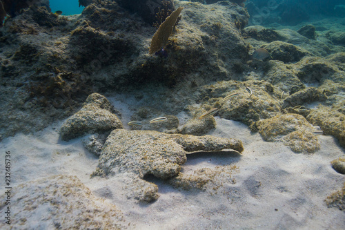 Juvenoile Parrotfish