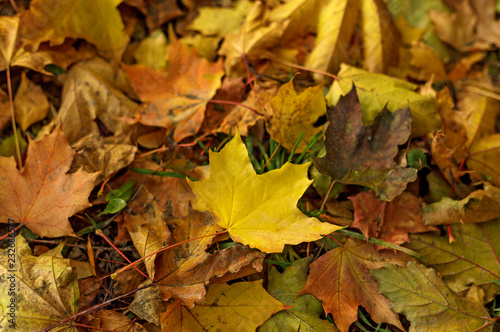 Fallen leaves covered the ground in autumnal forest. Close-up of yellow leaf of maple on a sunny day. Autumn mood scene. Tilt-shift effect. Soft focus photography. Colorful fall background.