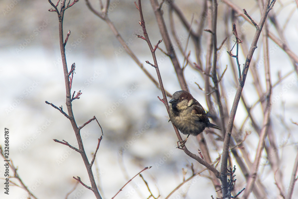 sparrow jumping on a branch, winter, birds are starving sparrow jumping on a branch, winter, birds are starving