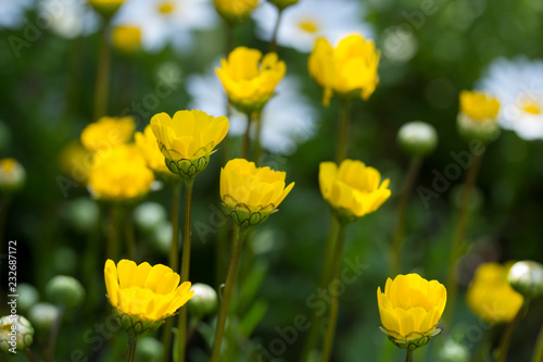 黄色い花の庭