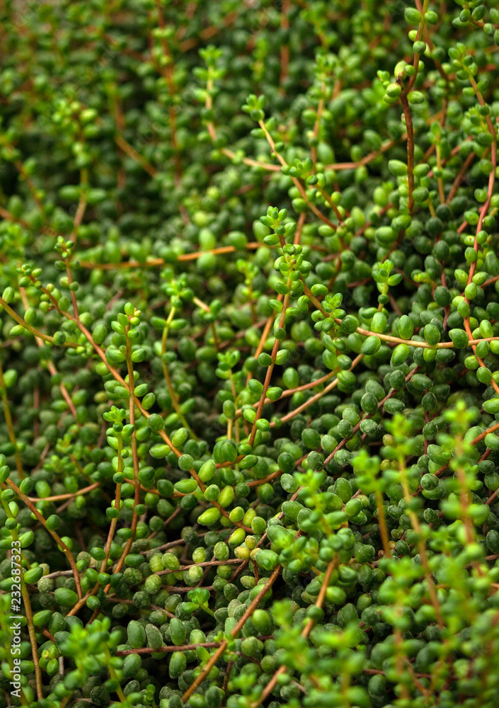 senecio, a lot of long stems with round leaves along the entire length, light and dark green shades, the plant grows a dense carpet on the ground, nature and natural, vertical photo, senecio, a lot of long stems with round leaves along the entire length, light and dark green shades, the plant grows a dense carpet on the ground, nature and natural, vertical photo,