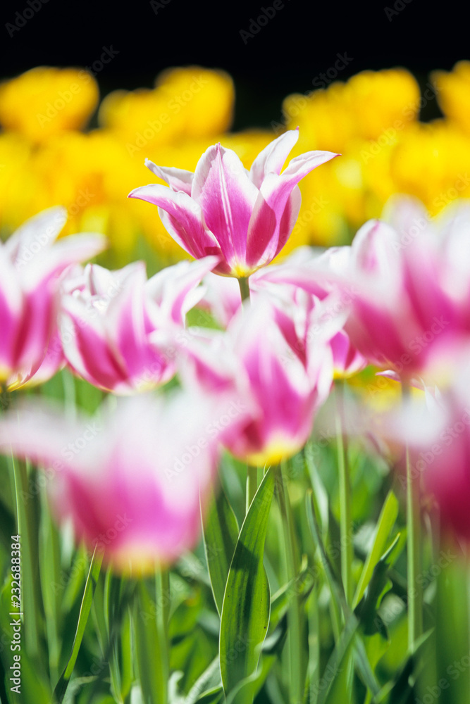 A clump of tulips - チューリップの群生