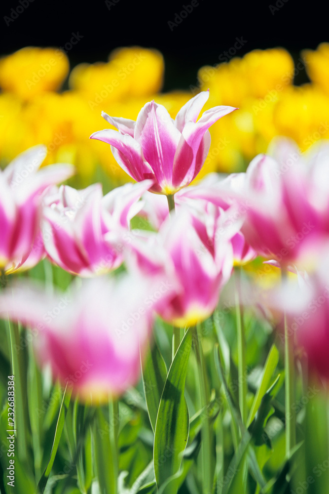 A clump of tulips - チューリップの群生 A clump of tulips - チューリップの群生
