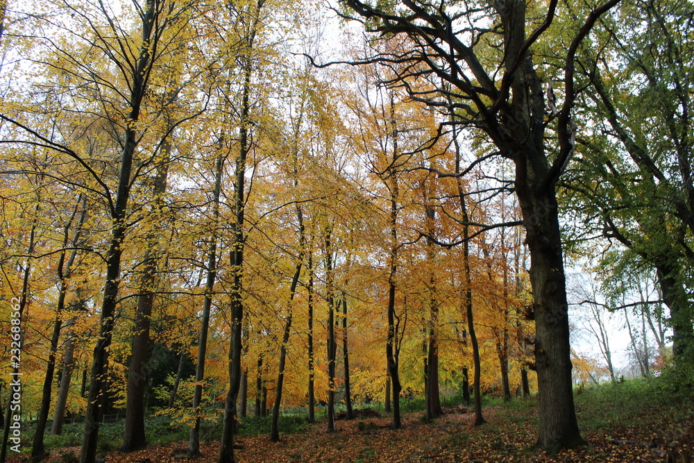 yellow trees in autumn landscape