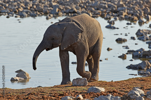 Elefantenbaby (loxodonta africana) am Wasserloch Okaukuejo im Etosha Nationalpark in Namibia