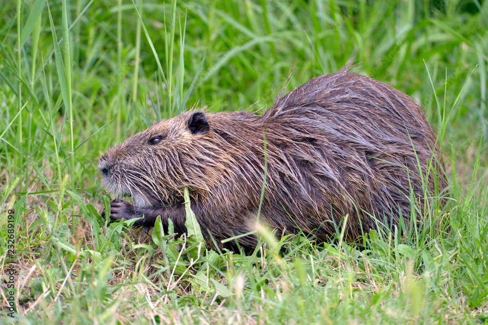 Closeup coypu (Myocastor coypus) in grass seen from profile near the ponds of Camargue in France