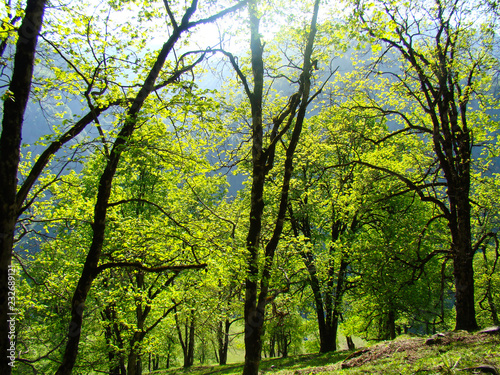 Fototapeta Naklejka Na Ścianę i Meble -  oak forest in the mountains