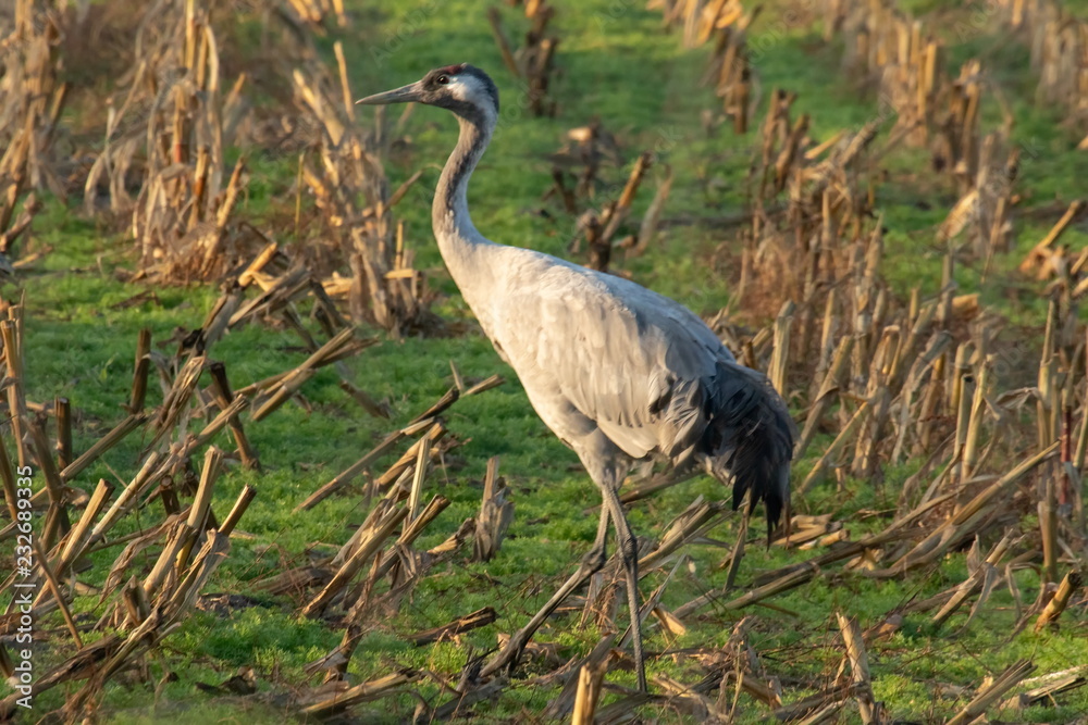 Naklejka premium Graukranich