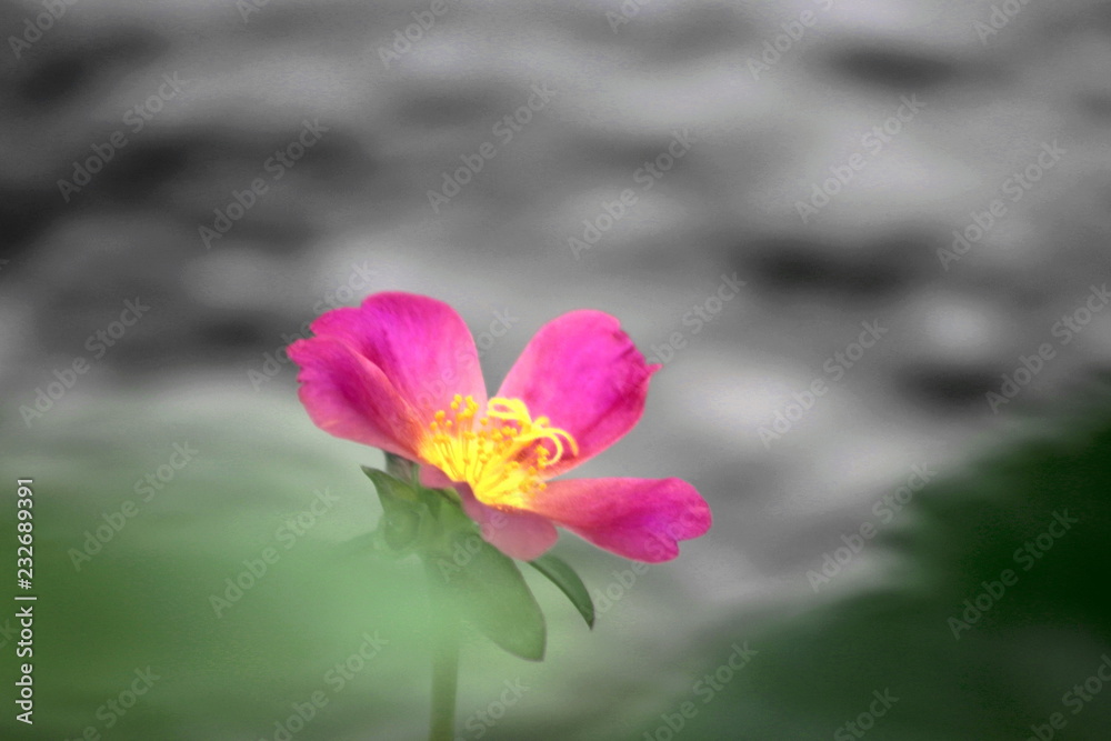 NATURE NATURE