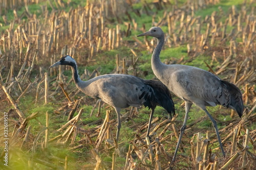 Graukranich