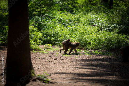mom macaque walks into the wood carring his child