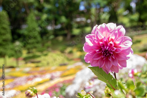 Fototapeta Naklejka Na Ścianę i Meble -  Dahlia flower