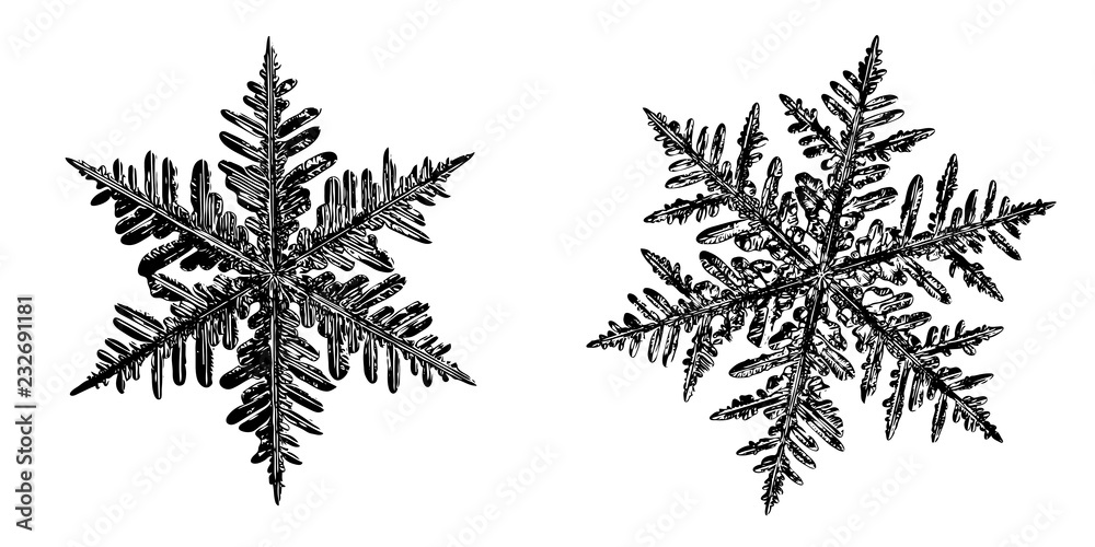 Two snowflakes on white background. This illustration based on macro photo of real snow crystals: elegant stellar dendrites with fine hexagonal symmetry, complex shapes and thin, ornate arms.
