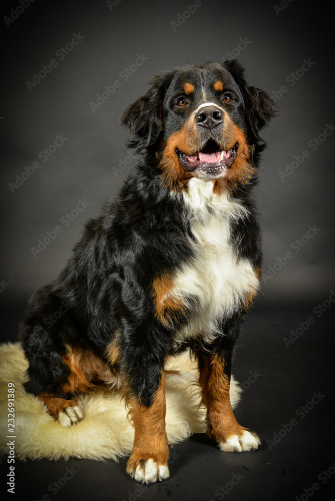 Hund Berner Sennenhund im Fotostudio vor schwarzem Hintergrund Hund Berner Sennenhund im Fotostudio vor schwarzem Hintergrund