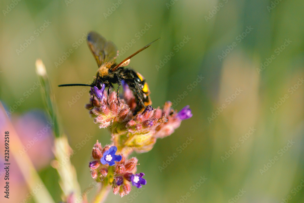 The female mammoth wasp Megascolia maculata eating a flower nectar on a soft green background. Summer template with free space The female mammoth wasp Megascolia maculata eating a flower nectar on a soft green background. Summer template with free space