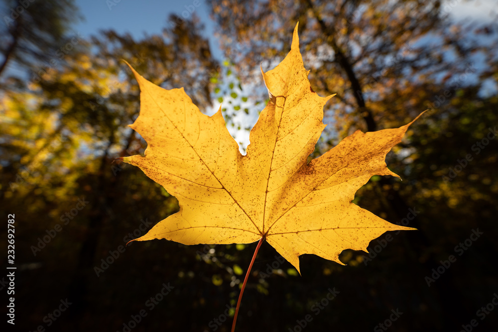 Herbst im Wald