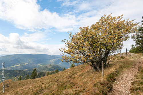 Sorbus aria am Naturstandort am Westhang des Belchen im Schwarzwald photo