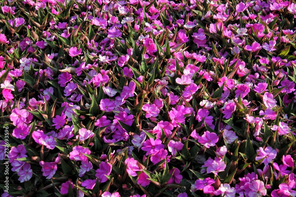 Fototapeta premium FLORES VIOLETAS EN PRIMAVERA