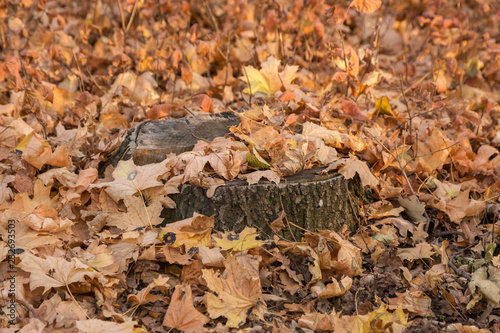 Creative unusual autumn landscape as background for calendar  postcard  poster - Old sawed stump in autumn forest among bright multi-colored leaves. Beautiful golden autumn landscape in the forest