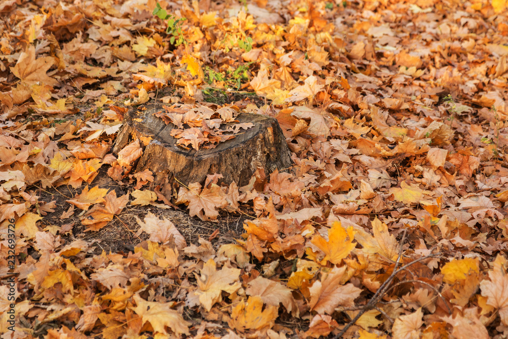 Creative unusual autumn landscape as background for calendar, postcard, poster - Old sawed stump in autumn forest among bright multi-colored leaves. Beautiful golden autumn landscape in the forest Creative unusual autumn landscape as background for calendar, postcard, poster - Old sawed stump in autumn forest among bright multi-colored leaves. Beautiful golden autumn landscape in the forest